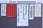 Etiketten zu Meristhus afghanus (Platia & Gudenzi, 2002) (NHMW-ZOO-COL-0008216)